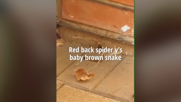 मकड़ी के जाल में फंस गया था सांप का बच्चा