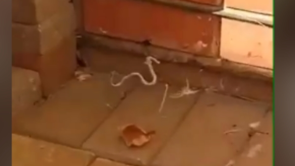 सांप को मारने के बाद मकड़ी चली जाती है