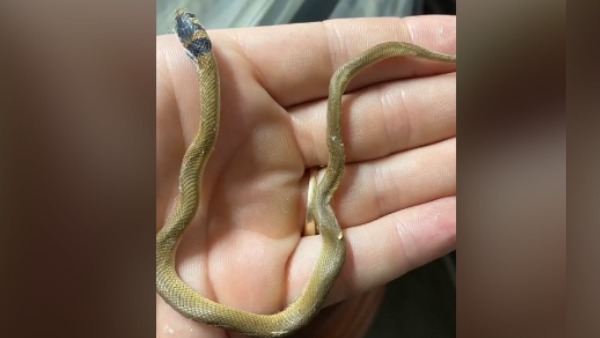 सांप को बचाने में हो गई देर