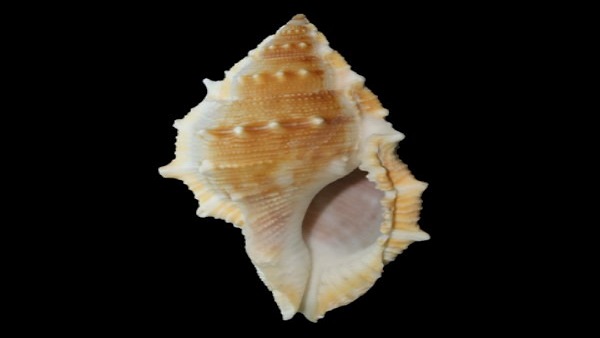 ध्वनि का प्रभाव इंसानी शरीर पर पड़ता है... 