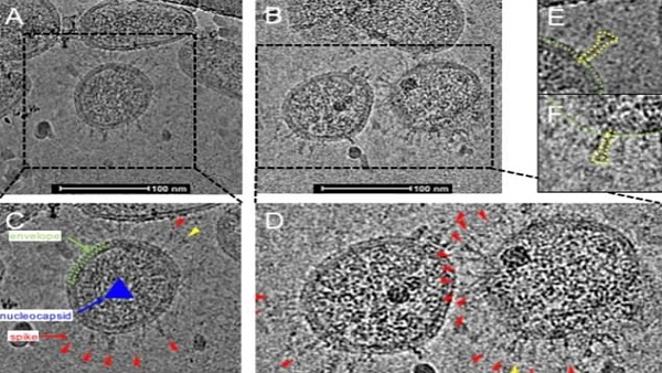 शोधकर्ताओं को बड़ी कामयाबी मिली