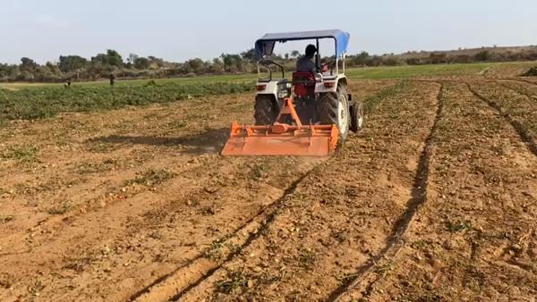  टमाटर सड़ने से जमीन खराब होने का डर