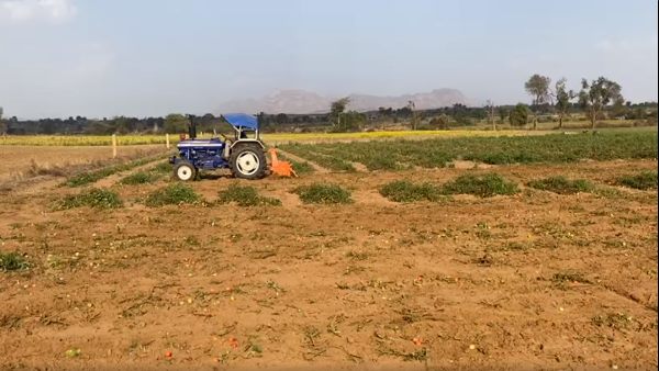  लाल बादशाह टमाटर दे गया धोखा