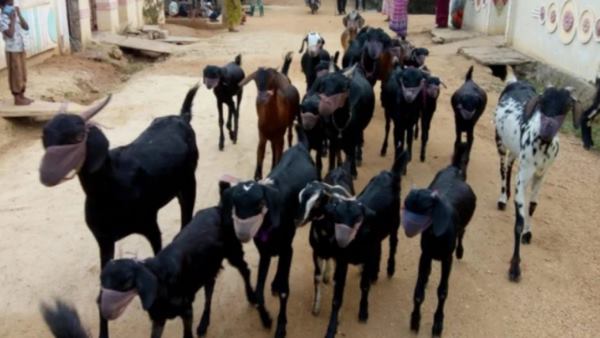 बकरियों से ही चलती है मेरी रोजी रोटी