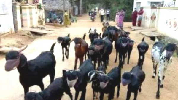 बकरियों पर निर्भर है परिवार का पालन-पोषण