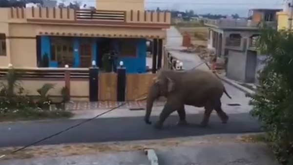 सड़कों पर घूम रहे हैं जानवर