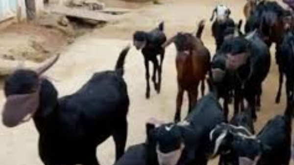 20 बकरियों को पहनाया मास्क