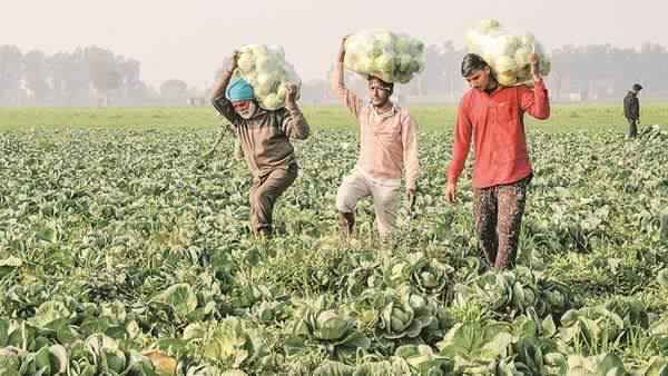 खेती को ना मिली मदद तो बर्बाद होसकती है ग्रामीण अर्थव्यवस्था