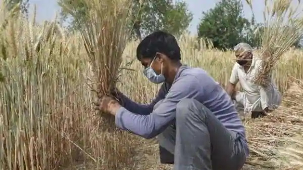खेती और जुड़ी सेवाएं को शुरू करने से 50 फीसदी लोगों को काम मिलेगा 