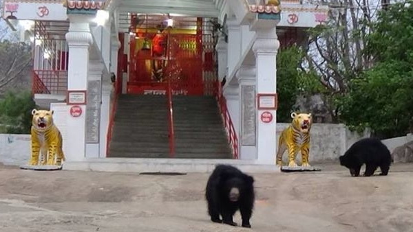 छत्तीसगढ़ के चंडी माता मंदिर का है वीडियो