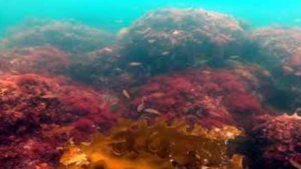 इलाज में इस्तेमाल की भी जताई गई उम्मीद