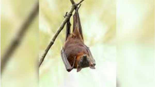 शोधकर्ता ने किया ये दावा 