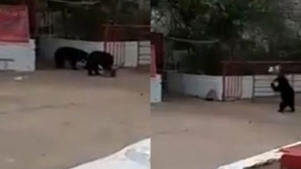 खाने की तलाश में भालू ने डस्टबिन को पटका