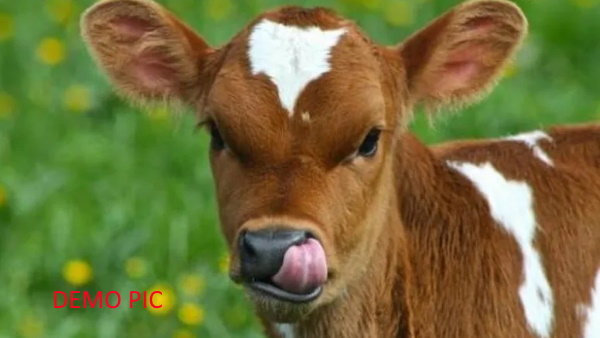 थाने में रखकर कर रोजाना पिला रहा है 20 लिटर दूध