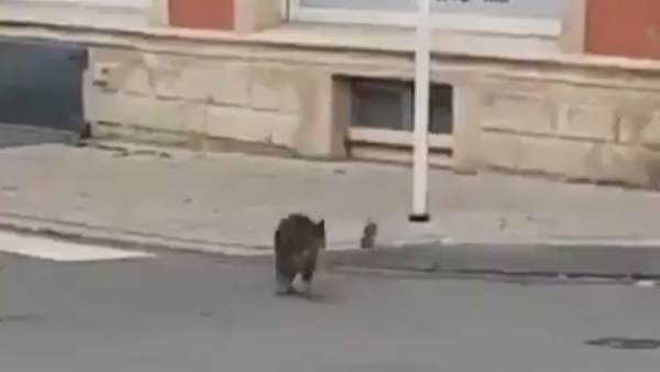 वीडियो को अब तक 11.4 हजार बार देखा गया वीडियो को अब तक 11.4 हजार बार देखा गया