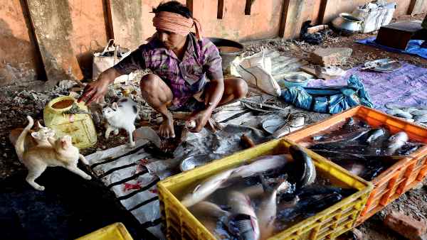 पालतू जानवरों से कोरोना के संक्रमण का खतरा नहीं-वैज्ञानिक