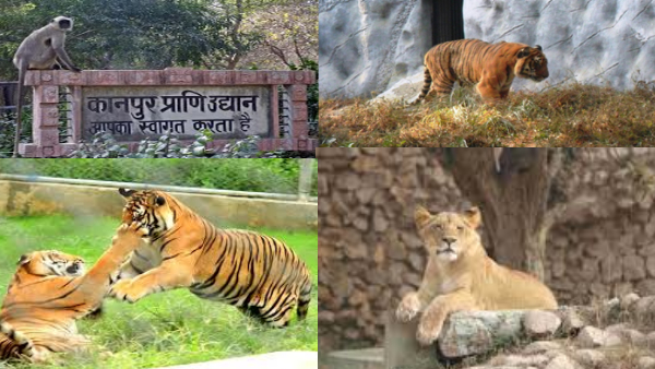 डाइटिंग कर रहे चिड़ियाघर के जानवर डाइटिंग कर रहे चिड़ियाघर के जानवर