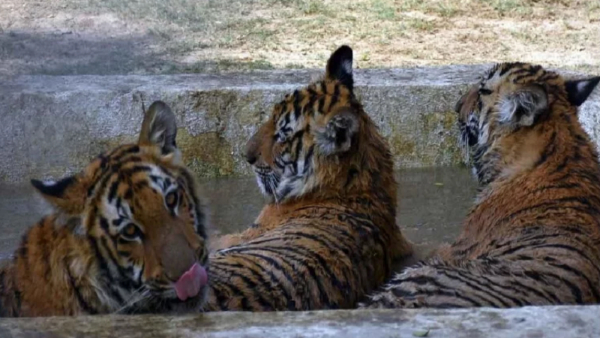 बाघिन के कोरोना संक्रमित होने के बाद लिया गया फैसला बाघिन के कोरोना संक्रमित होने के बाद लिया गया फैसला