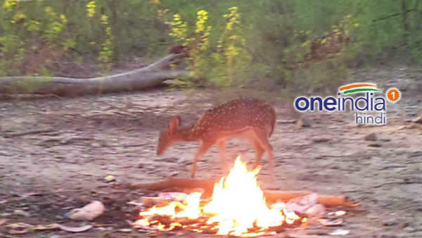 जानवरों की खुराक 2 किलो कम की गई जानवरों की खुराक 2 किलो कम की गई