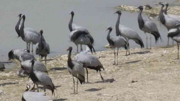 जानवरों के स्वाभाव में आश्चर्यजनक बदलाव जानवरों के स्वाभाव में आश्चर्यजनक बदलाव