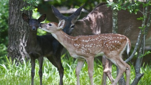 विटामिन ए, डी, ई और एच दिया जा रहा विटामिन ए, डी, ई और एच दिया जा रहा