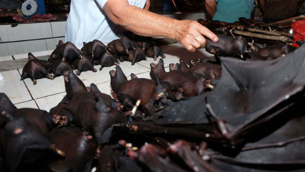 फिर से बिक रहा है कुत्‍ते, बिल्‍ली का मांस 