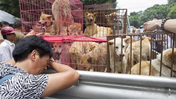 काफी समय से होता रहा है डॉग मीट फेस्टिवल का आयोजन