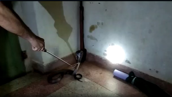 6 feet tall cobra entered in house during lockdown in Jaipur 6 feet tall cobra entered in house during lockdown in Jaipur
