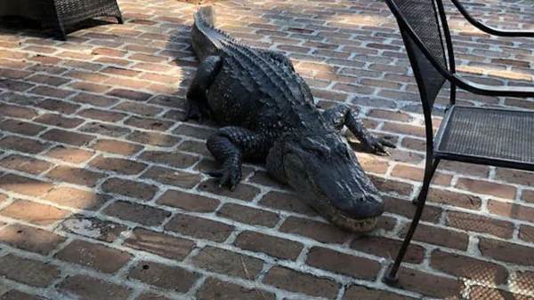 किसी को नुकसान नहीं पहुंचाया