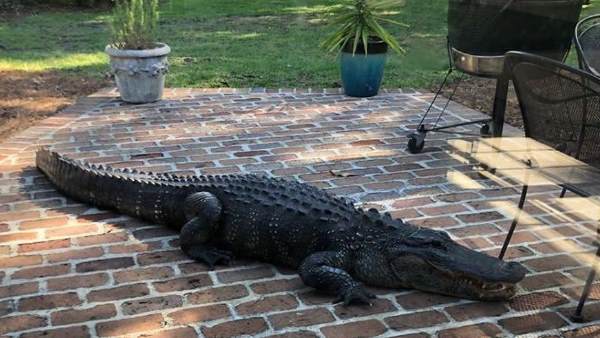 मगरमच्छ काफी गुस्से में दिख रहा था