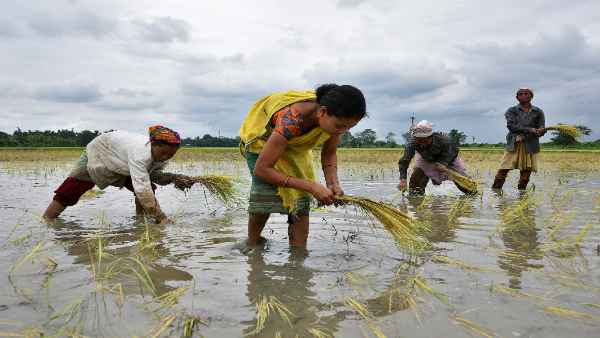 बारिश के कारण फसल में आई नमी से नहीं मिलेंगे खरीददार 