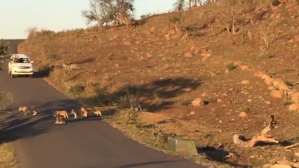 हजारों लोगों ने लाइक किया वीडियो हजारों लोगों ने लाइक किया वीडियो