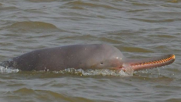 अब तक 681 मौतें हुई हैं... 