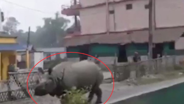 लॉकडाउन में सड़कों पर आए जंगली जानवर