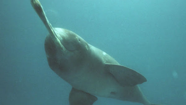 गंगा नदी के पानी की गुणवत्ता में सुधार 