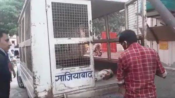 many dogs died in ghaziabad many dogs died in ghaziabad