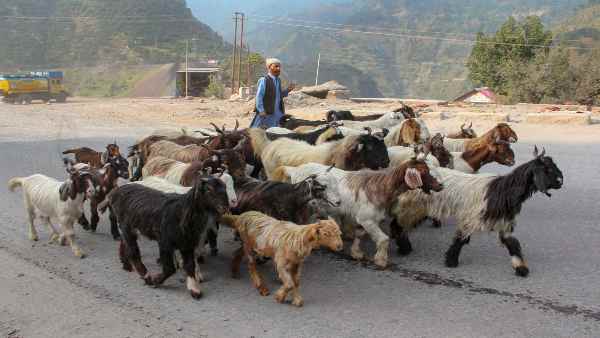 गुज्जरों से दूध का कारोबार छीनने की साजिश का आरोप