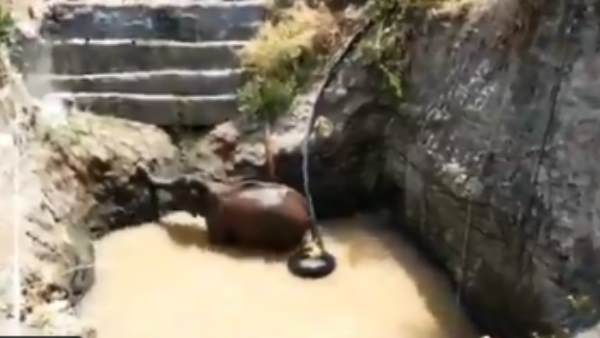 ग्रामीणों ने भी अपनी ओर से पूरी मदद की