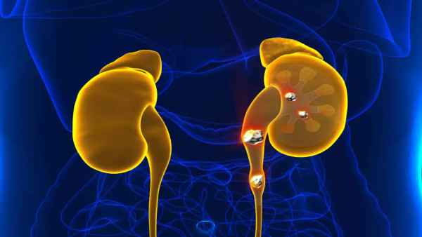 किडनी कैसे करती है काम 