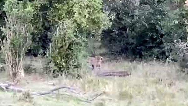 हमले की आहट महसूस होते ही अजगर ने किया पलटवार