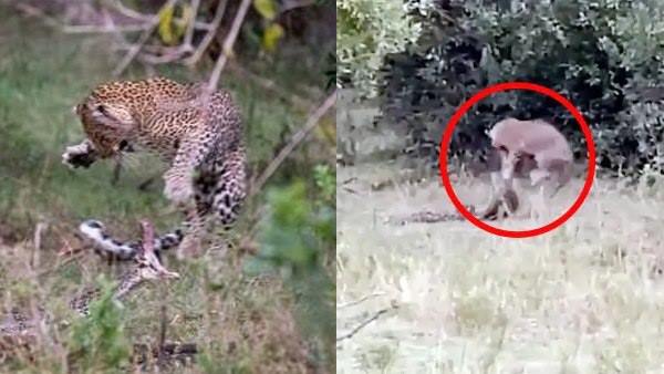 तेंदुए का शिकार बनकर खत्म हुआ अजगर