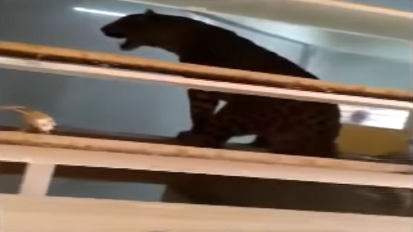 इधर, बुजुर्ग को खाने दौड़ा तो एक डंडे में हुआ ढेर