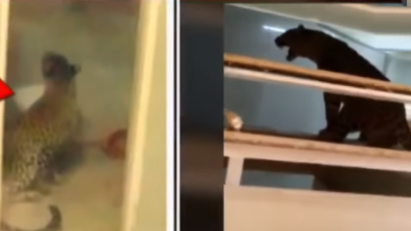 कई जगह गाड़ दिए थे नुकीले दांत