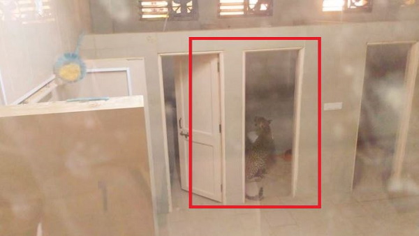 कभी वॉशरूम तो कभी वार्ड में घूमा तेंदुआ