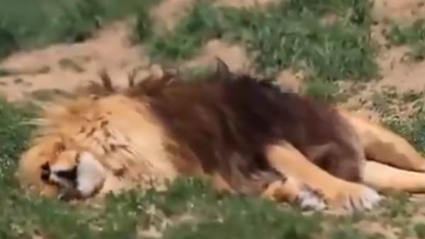 बड़ा सवाल, कैसे फैला शेरों में संक्रमण बड़ा सवाल, कैसे फैला शेरों में संक्रमण