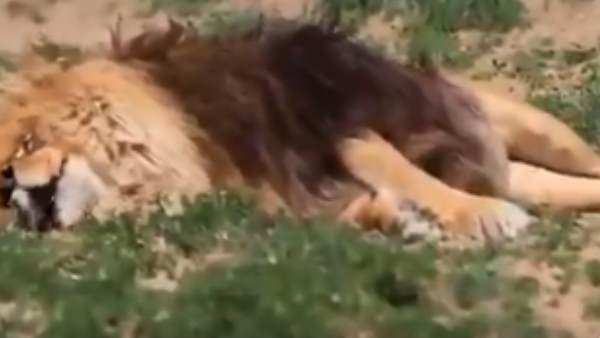 हजारों लोगों ने देखा वीडियो