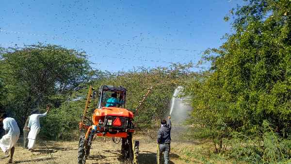 पाकिस्तान के रेगिस्तानी इलाकों से राजस्थान के खेतों में हमला पाकिस्तान के रेगिस्तानी इलाकों से राजस्थान के खेतों में हमला