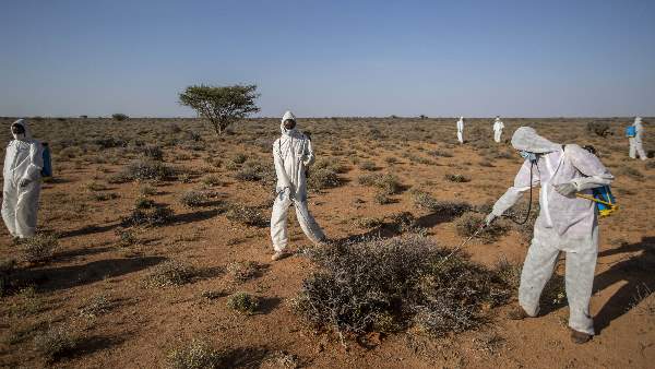 दक्षिण एशिया में भयंकर विनाश मचा सकता टिड्डियों का हमला दक्षिण एशिया में भयंकर विनाश मचा सकता टिड्डियों का हमला