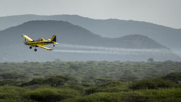 कितना खतरनाक है टिड्डियों के झुंड का हमला कितना खतरनाक है टिड्डियों के झुंड का हमला