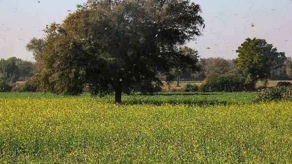 सरकार ने शुरू की हमले से निपटने की तैयारी सरकार ने शुरू की हमले से निपटने की तैयारी